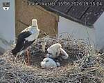 Capi_Dubne_20260615_193504.jpg
