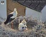 Capi_Dubne_20260615_194003.jpg