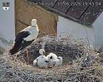Capi_Dubne_20260615_194504.jpg