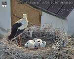 Capi_Dubne_20260615_195003.jpg