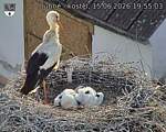 Capi_Dubne_20260615_195503.jpg