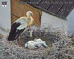 Capi_Dubne_20260615_200004.jpg