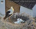 Capi_Dubne_20260615_202003.jpg