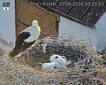 Capi_Dubne_20260615_202503.jpg