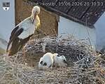 Capi_Dubne_20260615_203003.jpg