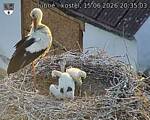 Capi_Dubne_20260615_203503.jpg