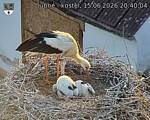 Capi_Dubne_20260615_204004.jpg