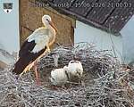 Capi_Dubne_20260615_210003.jpg