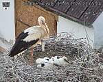 Capi_Dubne_20260615_210504.jpg
