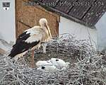 Capi_Dubne_20260615_211504.jpg