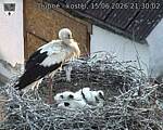 Capi_Dubne_20260615_213003.jpg