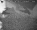 Capi_Dubne_20260615_223502.jpg