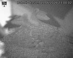 Capi_Dubne_20260615_230002.jpg
