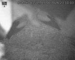Capi_Dubne_20260615_231003.jpg