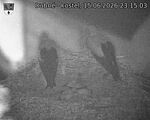 Capi_Dubne_20260615_231503.jpg