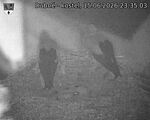 Capi_Dubne_20260615_233503.jpg