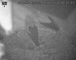 Capi_Dubne_20260616_000503.jpg