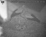 Capi_Dubne_20260616_001503.jpg