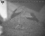 Capi_Dubne_20260616_004503.jpg