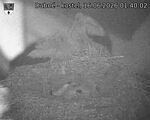 Capi_Dubne_20260616_014002.jpg