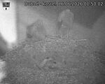 Capi_Dubne_20260616_015002.jpg