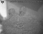 Capi_Dubne_20260616_025003.jpg