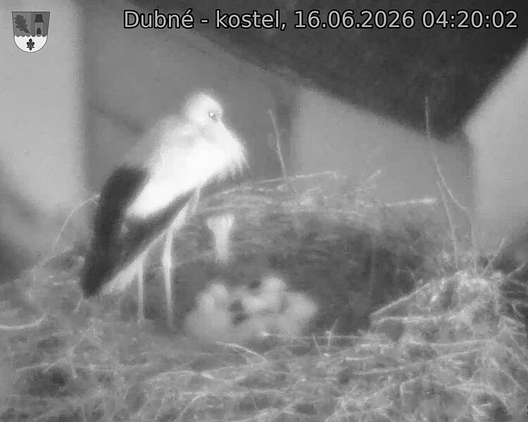 Capi_Dubne_20260616_042002.jpg (1350&nbsp;x&nbsp;1080)