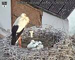 Capi_Dubne_20260616_044503.jpg