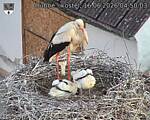 Capi_Dubne_20260616_045003.jpg