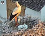 Capi_Dubne_20260616_050504.jpg