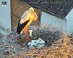 Capi_Dubne_20260616_051003.jpg