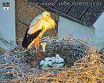 Capi_Dubne_20260616_051502.jpg