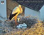 Capi_Dubne_20260616_052004.jpg