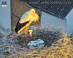 Capi_Dubne_20260616_052502.jpg