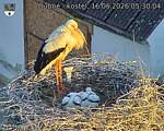Capi_Dubne_20260616_053004.jpg