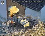 Capi_Dubne_20260616_054002.jpg