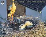 Capi_Dubne_20260616_054502.jpg