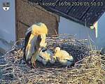 Capi_Dubne_20260616_055003.jpg