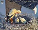 Capi_Dubne_20260616_055504.jpg