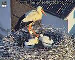 Capi_Dubne_20260616_060004.jpg