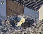 Capi_Dubne_20260616_061503.jpg
