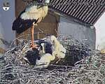 Capi_Dubne_20260616_064504.jpg