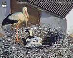 Capi_Dubne_20260616_065503.jpg