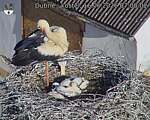 Capi_Dubne_20260616_070002.jpg