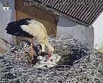Capi_Dubne_20260616_070503.jpg