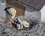 Capi_Dubne_20260616_071502.jpg