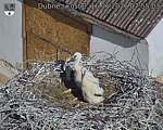 Capi_Dubne_20260616_075503.jpg