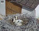 Capi_Dubne_20260616_080504.jpg