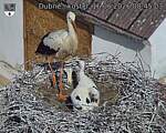 Capi_Dubne_20260616_084503.jpg