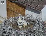 Capi_Dubne_20260616_090503.jpg